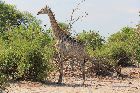 Giraffe im Chobe Nationalpark