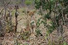 Löwe im Chobe Nationalpark