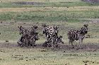 Zebras im Chobe Nationalpark